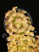Abies alba (Weiß Tanne)