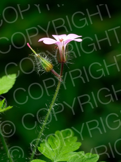 Geranium robertianum (Ruprechtskraut)