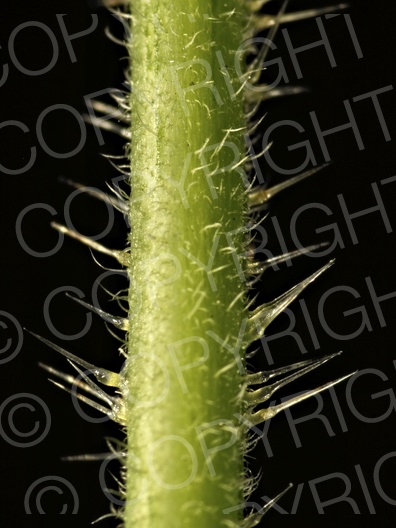 Urtica dioica (Große Brennnessel)