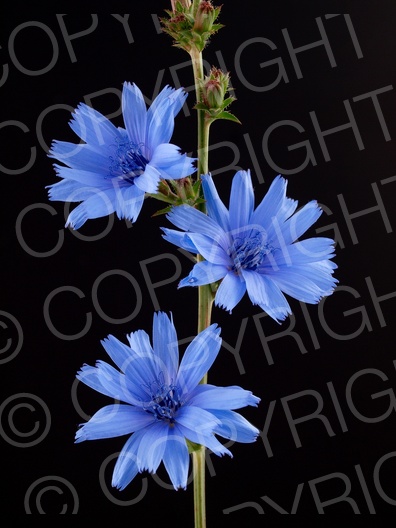 Cichorium intybus (Gewöhnliche Wegwarte)