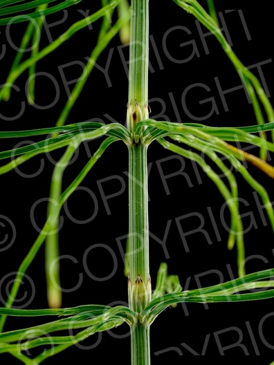 Equisetum arvense (Acker Schachtelhalm)