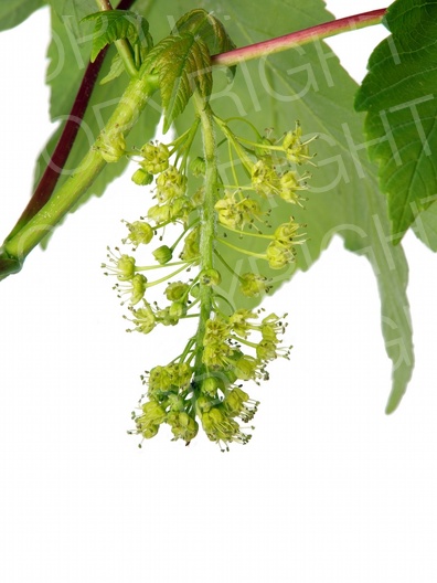Acer pseudoplatanus (Berg Ahorn)