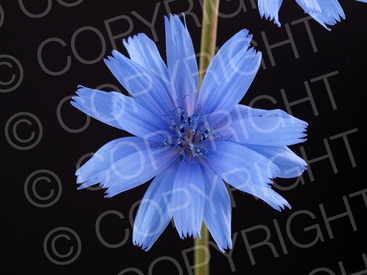 Cichorium intybus (Gewöhnliche Wegwarte)