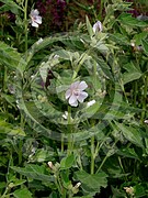 Althaea officinalis (Echte Eibisch)