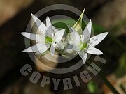 Allium ursinum (Bärlauch)