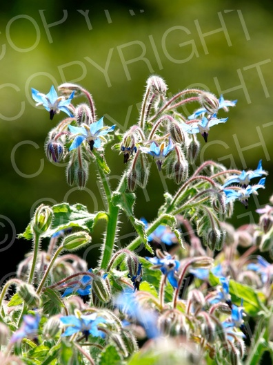 Borago officinalis (Borretsch)