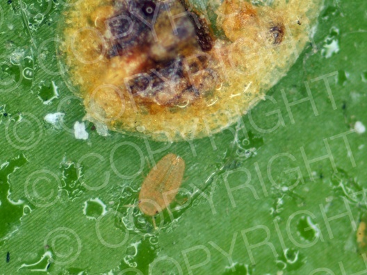 Deckelschildlaus (Diaspididae)