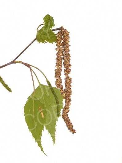 Betula pendula (Hänge-Birke)