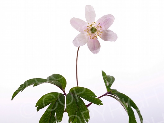 Anemone nemorosa (Buschwindröschen)