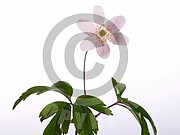 Anemone nemorosa (Buschwindröschen)