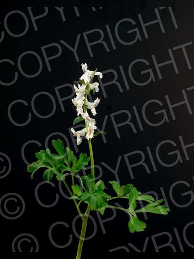 Corydalis cava (Hohle Lerchensporn)