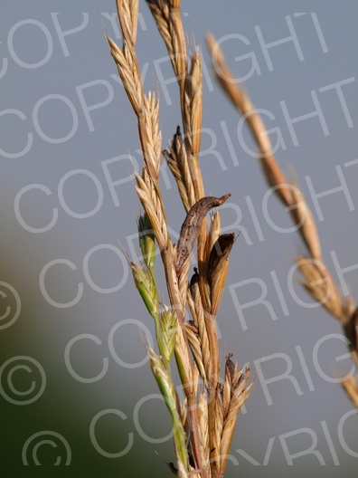 Claviceps purpurea (Mutterkornpilz)