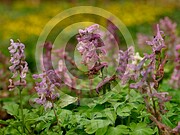 Corydalis cava (Hohle Lerchensporn)