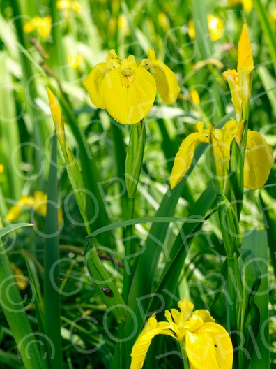 Iris pseudacorus (Sumpf-Schwertlilie)