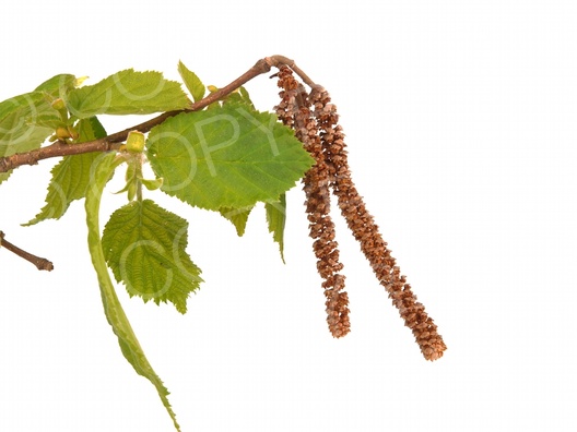 Corylus avellana (Gemeine Hasel) Corylus avellana (Gemeine Hasel)