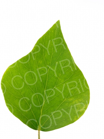 Hedera helix (Gemeiner Efeu)