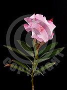 Nerium oleander (Oleander)