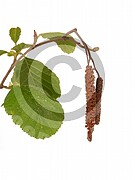 Alnus glutinosa (Schwarz-Erle)