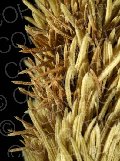 Carex flacca (Blaugrüne Segge) 