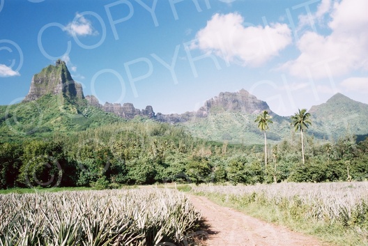 Moorea
