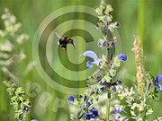 Bombus terrestris (Dunkle Erhummel) an Wiesensalbei