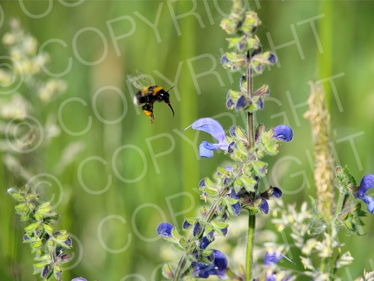 Bombus terrestris (Dunkle Erhummel) an Wiesensalbei