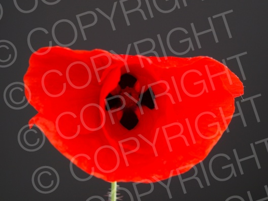 Papaver rhoeas (Klatschmohn)