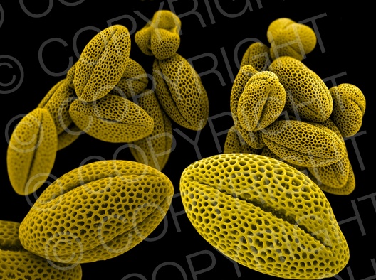 Brassica napus (Raps)