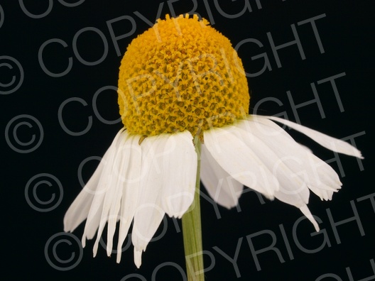 Matricaria recutita (Echte Kamille)
