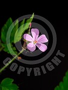 Geranium robertianum (Ruprechtskraut)