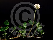 Trifolium repens (Weiß-Klee)