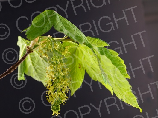 Acer pseudoplatanus (Berg Ahorn)