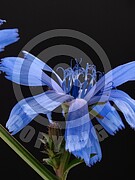 Cichorium intybus (Gewöhnliche Wegwarte)