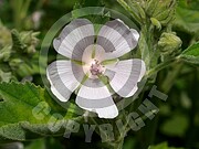 Althaea officinalis (Echte Eibisch)