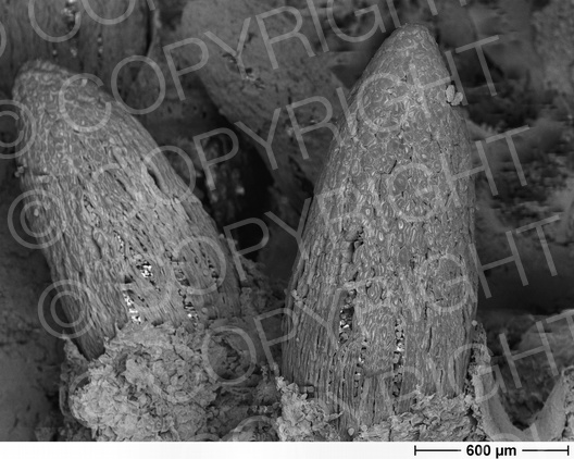 Gymnosporangium fuscum (Birnengitterrost)