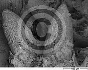 Gymnosporangium fuscum (Birnengitterrost)