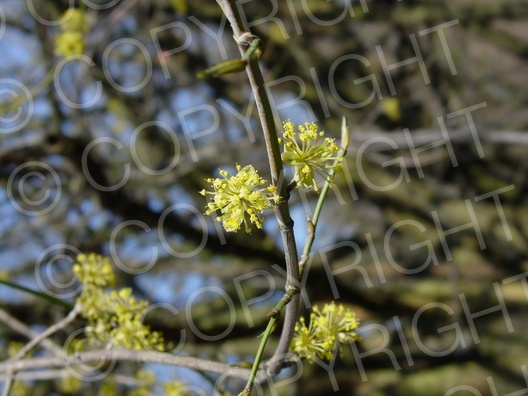 Cornus mas (Kornelkirsche)