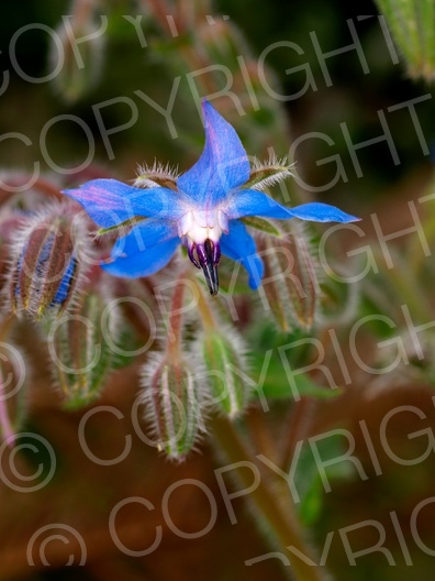 Borago officinalis (Borretsch)