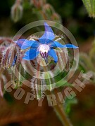 Borago officinalis (Borretsch)