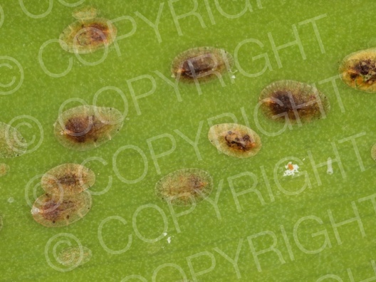 Deckelschildlaus (Diaspididae)
