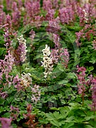 Corydalis cava (Hohle Lerchensporn)