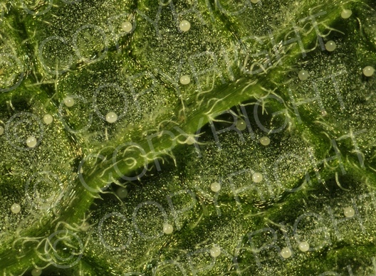 Salvia officinalis (Echte Salbei)