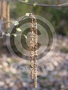 Corylus avellana (Gemeine Hasel)
