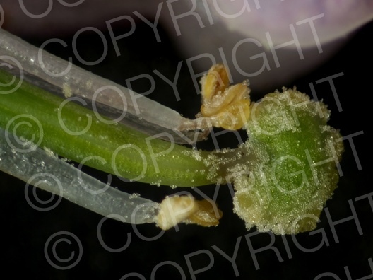 Corydalis cava (Hohle Lerchensporn)