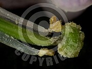 Corydalis cava (Hohle Lerchensporn)