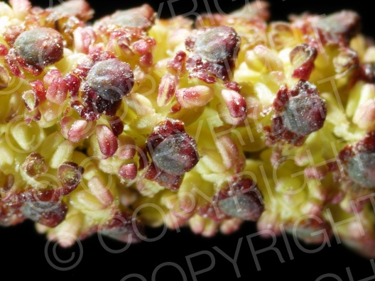 Alnus glutinosa (Schwarz-Erle) Alnus glutinosa (Schwarz-Erle)