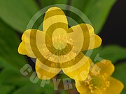 Anemone ranunculoides (Gelbe Windröschen)