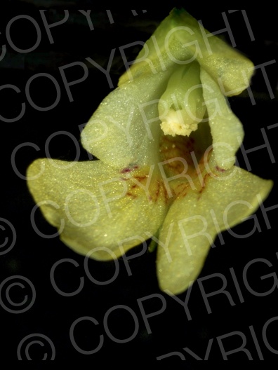 Impatiens parviflora (Kleine Springkraut)