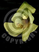 Impatiens parviflora (Kleine Springkraut)