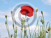 Papaver rhoeas (Klatschmohn)